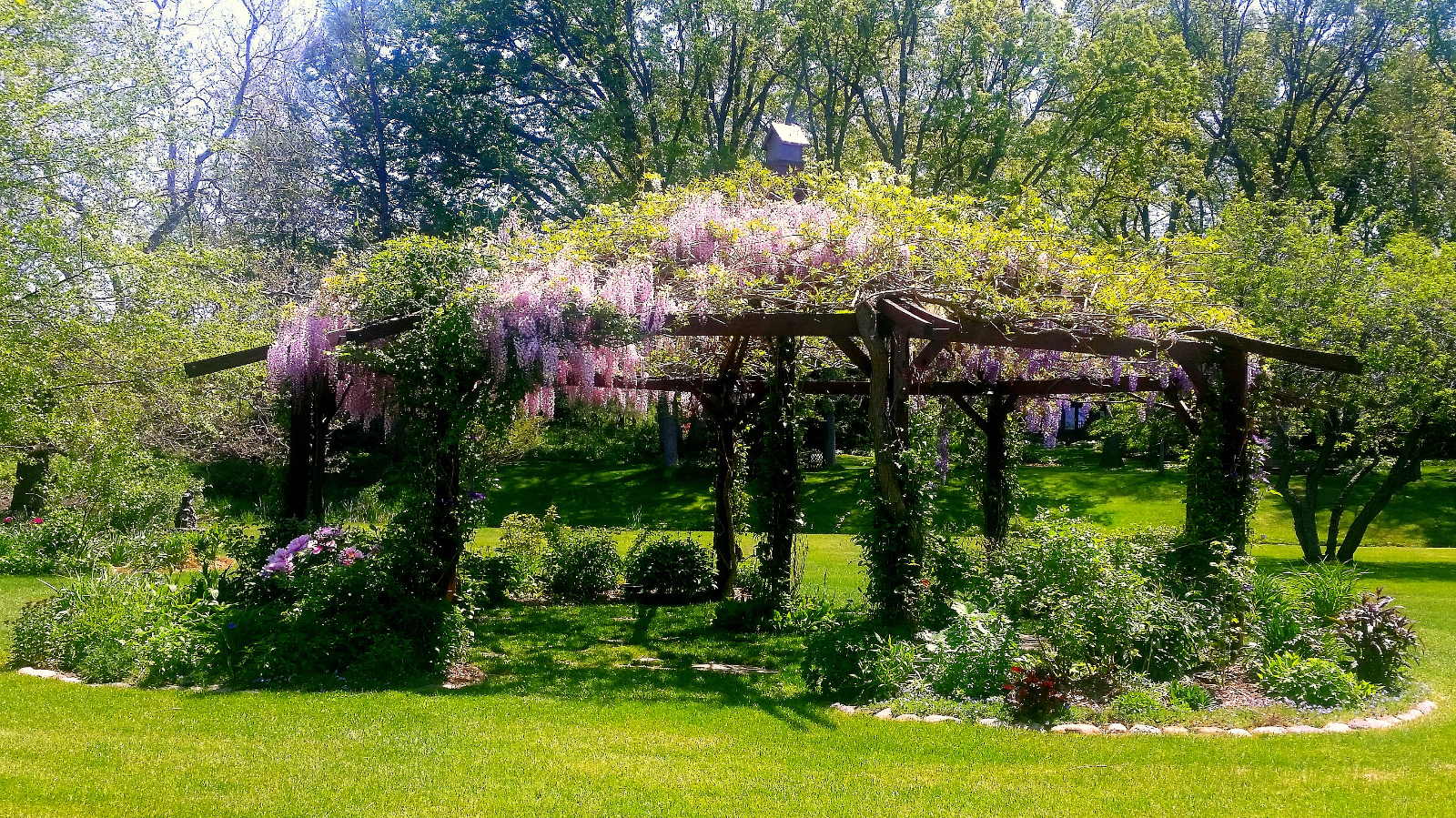 WISTERIA IN BLOOM ATOP FLOWERING GAZEBO; TREE PEONY IN LEFT FLOWERBED